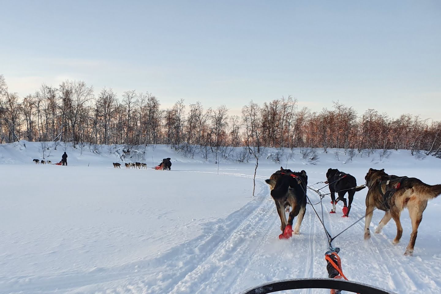 Full day husky