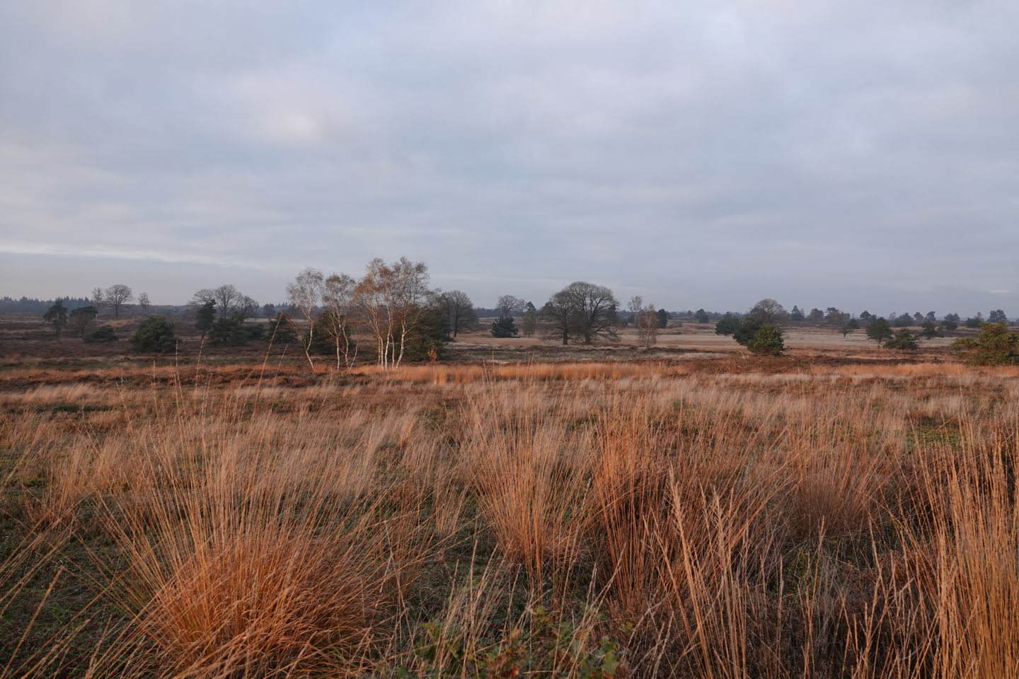 Zicht op de heide