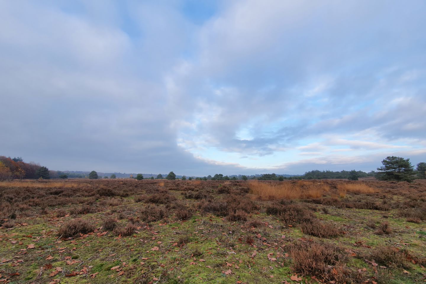 Zicht op de heide