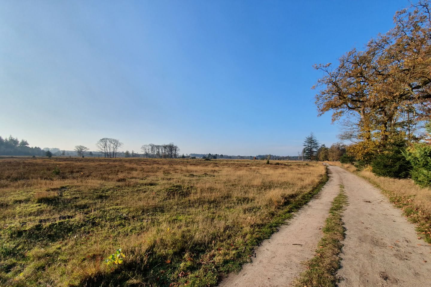 Wandelen in de heide