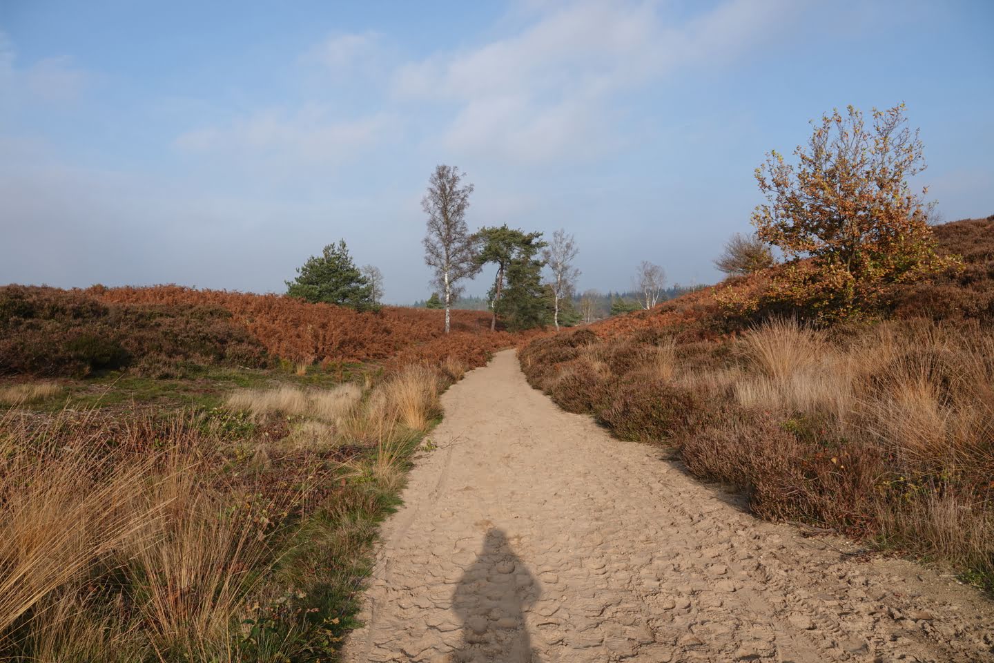 Wandelen in de heide