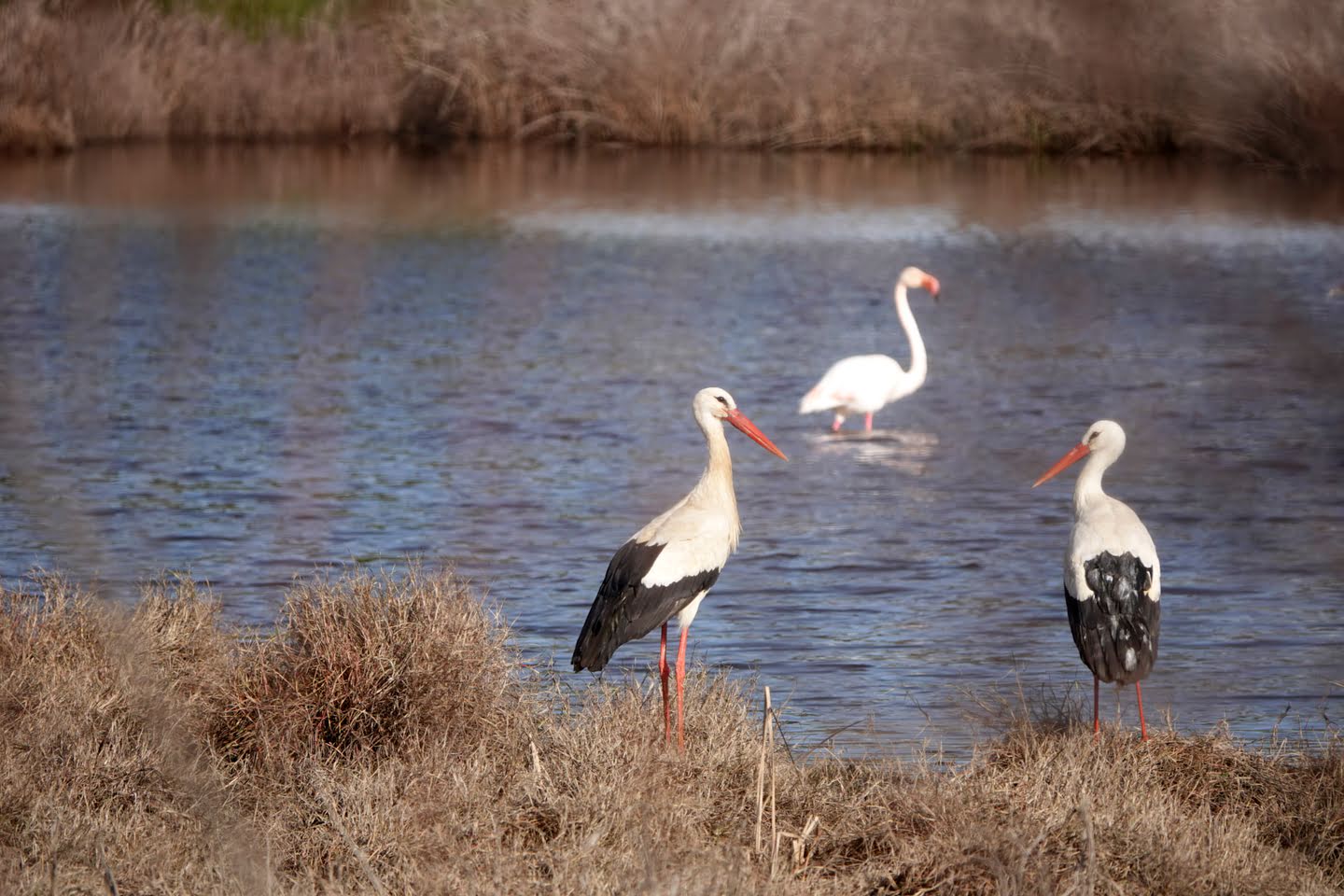 Doñana is een walhalla voor vogels